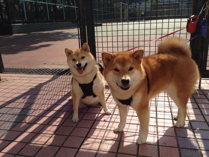 博卡中场组织略显混乱，传递失误多，博卡vs竞技实时比分